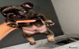 French Bulldog dogs for sale: French bulldog puppys - Image 3
