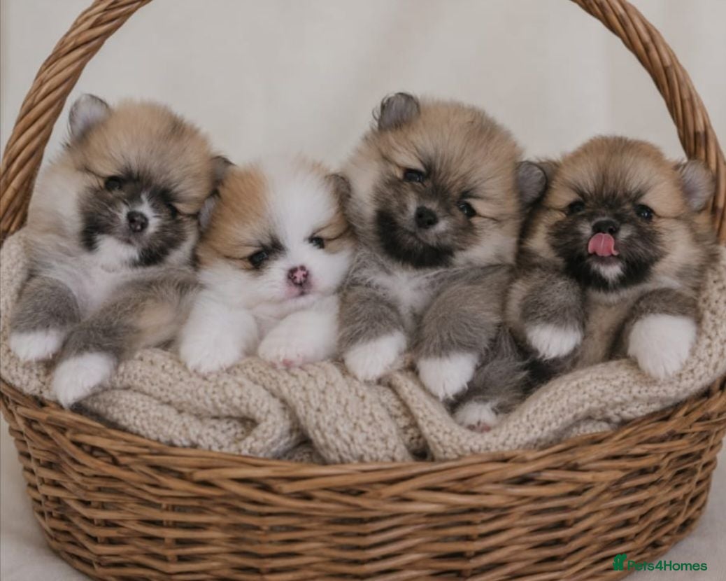 Pomeranian dogs Teddy bears alert! 🐾 🐾 🐾 🐾  - Advert 1