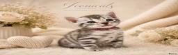 Bengal cats for sale: 🎬 Little Leopard Diaries | TICA BENGAL KITTENS 💎 - Advert 3