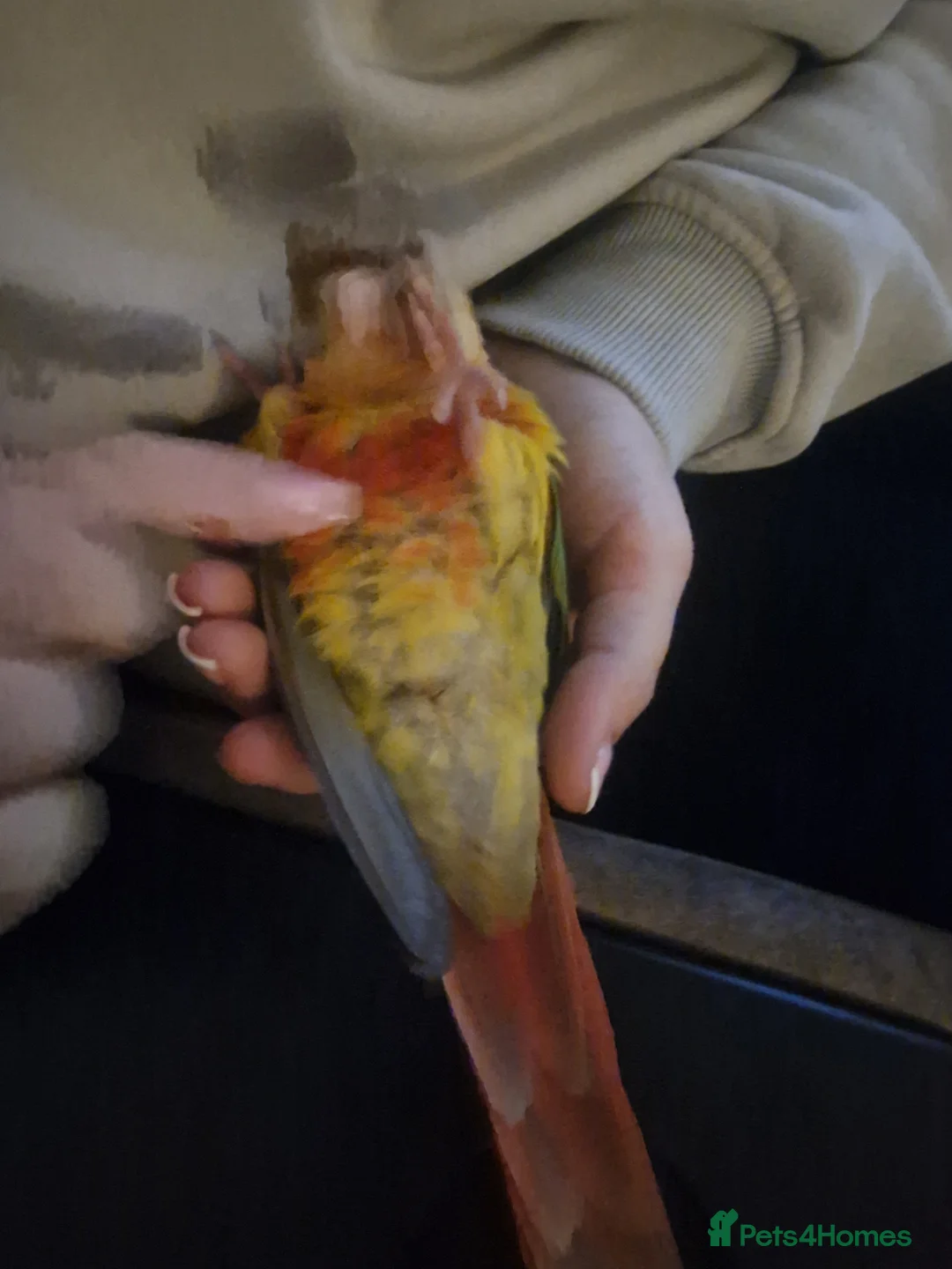 Conures birds for sale: Hand reared tame Pineapple conure in Saint Helens - Advert 5