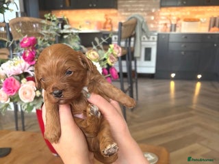 Cavapoo dogs Cavapoo F1 puppies - one girl left 5* licensed - Advert 11