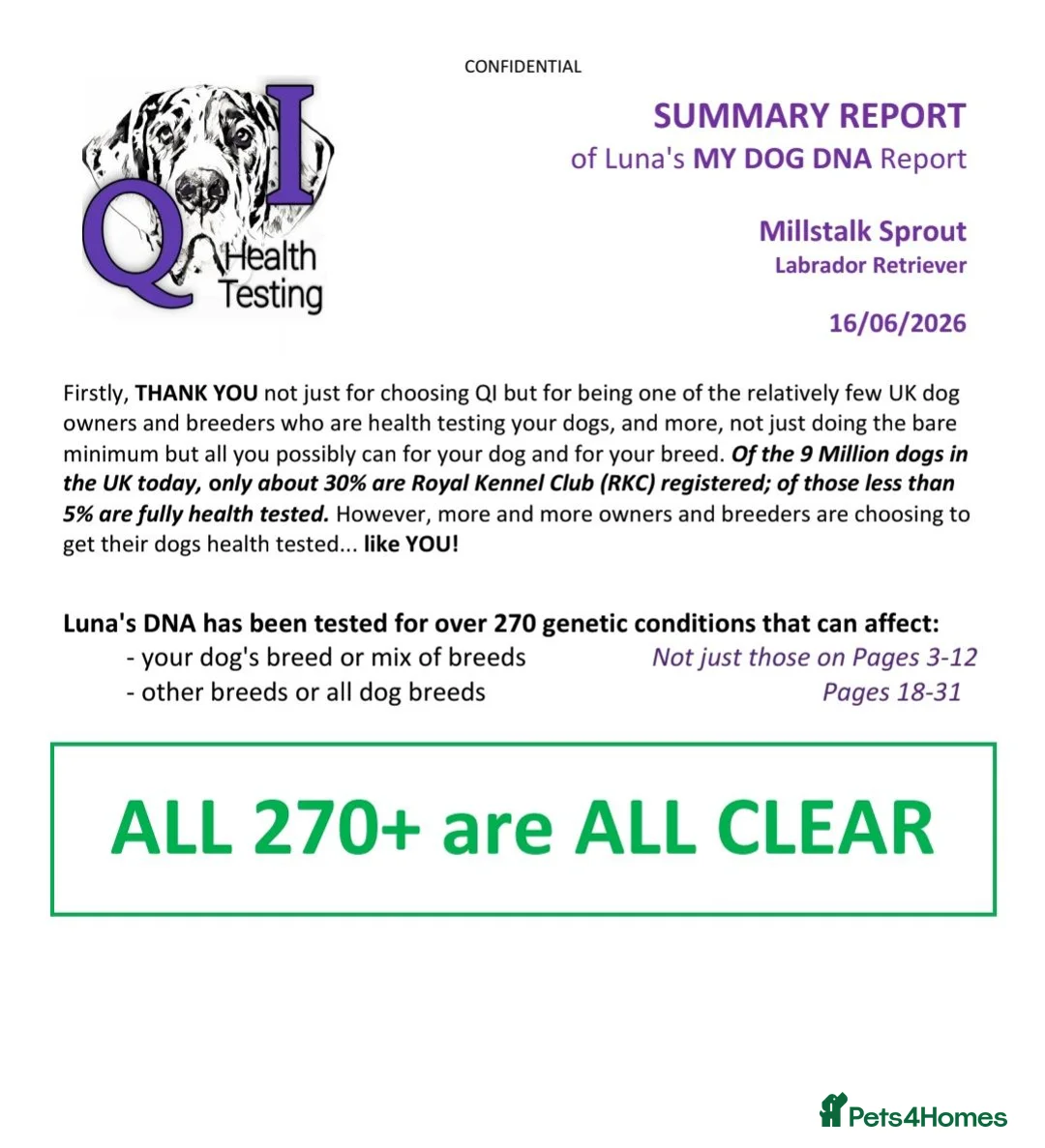 Labrador Retriever dogs for sale: KC REG, EHANCED HEALTH TESTED, RED & YELLOW LABS - Advert 18