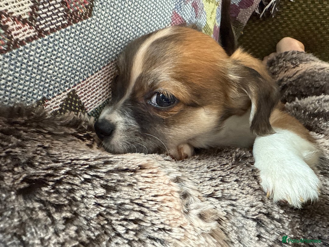Chihuahua dogs for sale: Chihuahua X Puppies - Image 22