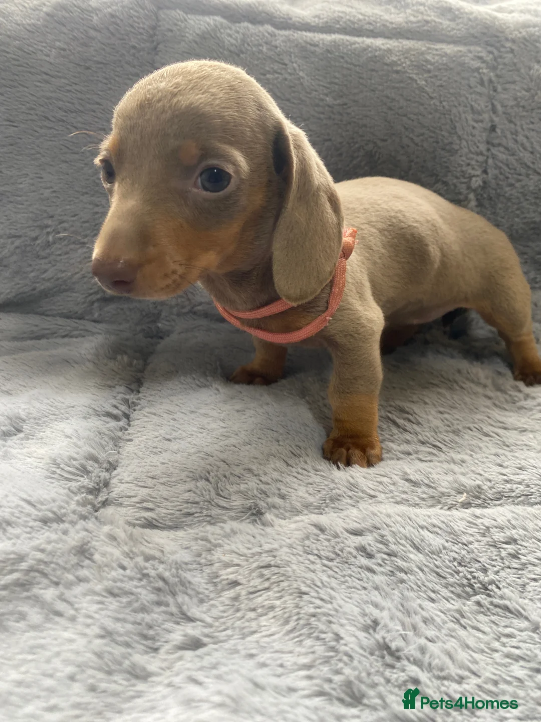 Miniature Dachshund dogs for sale: 5⭐️Licensed breeder. Tiny miniature dachshunds - Advert 2