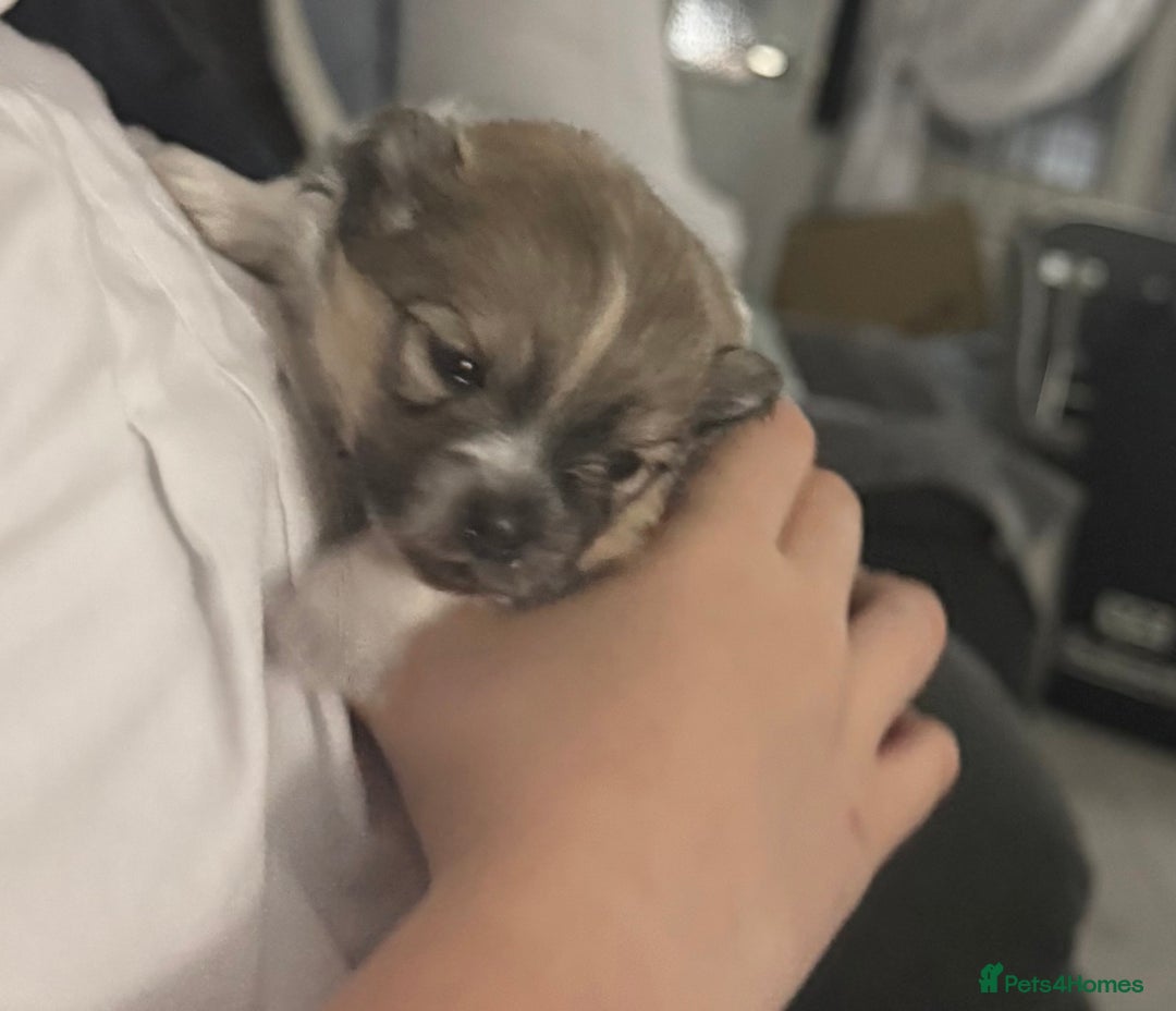 Pomchi dogs for sale: 3/4 Pom 1/4 chi Pomchi F1BB - Advert 25