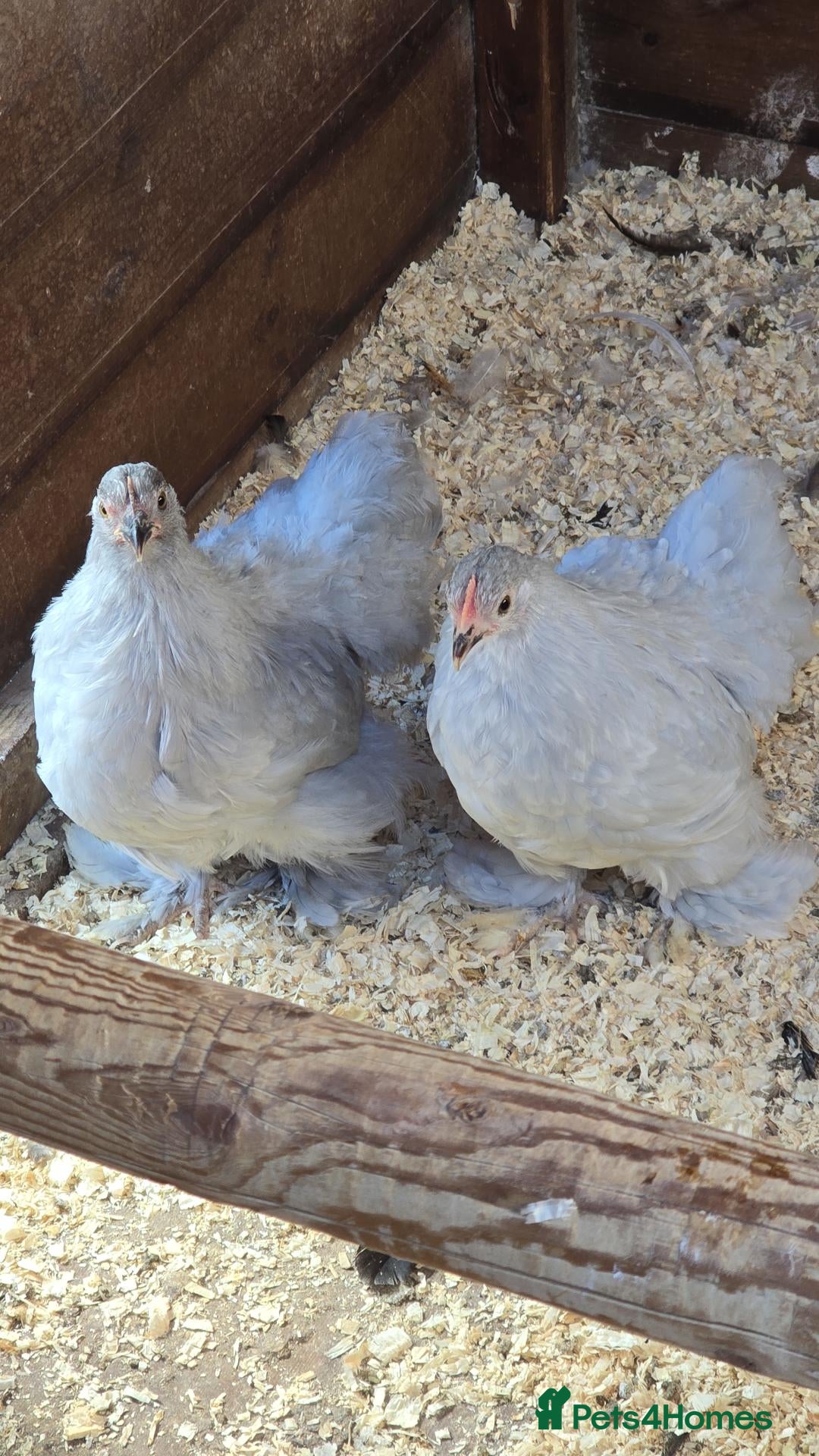 Chickens poultry Pekin Bantam pullets - Advert 12