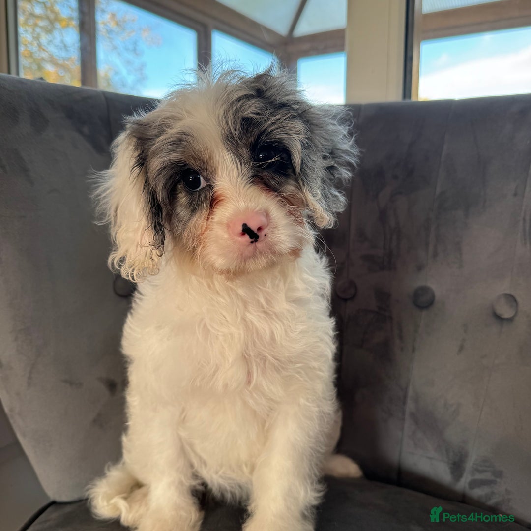 Cavapoo dogs for sale: LAST LITTER OF THESE UNIQUE PUPPIES - Advert 2