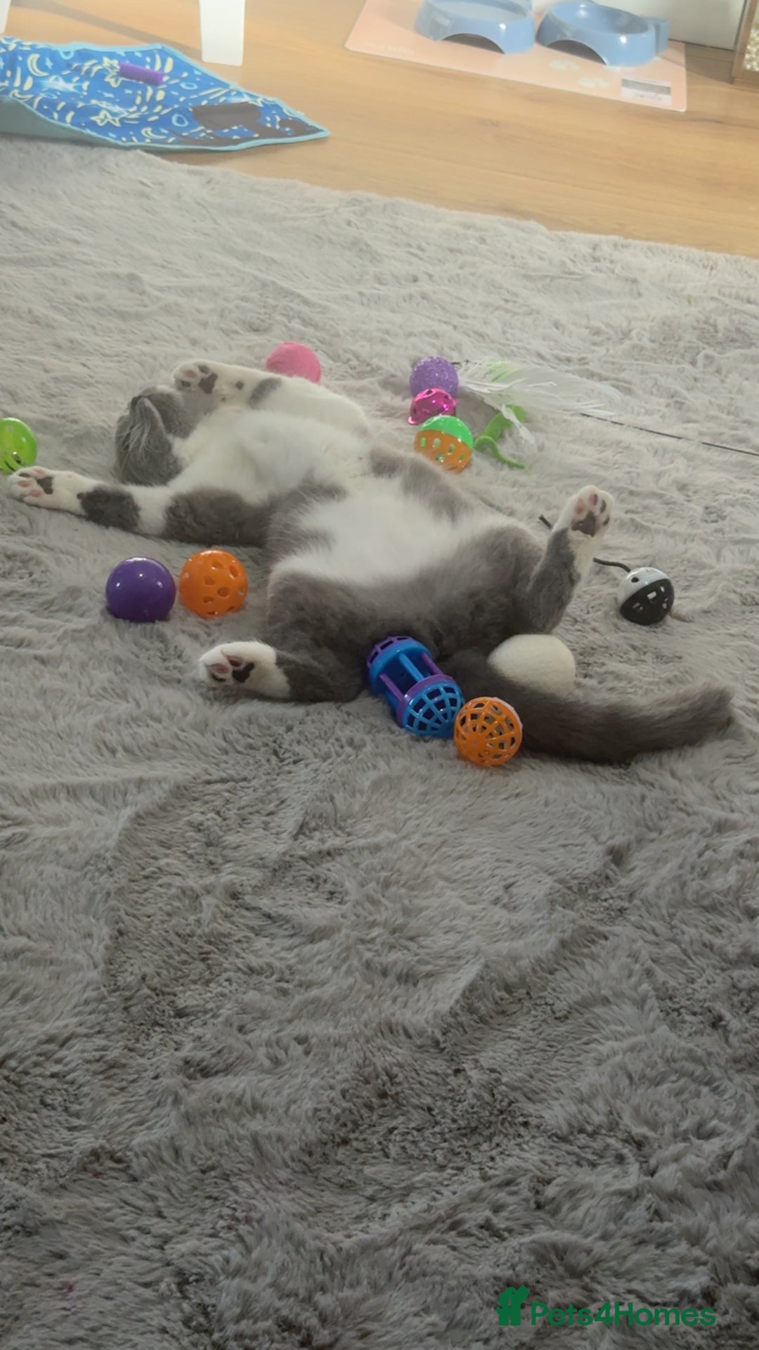 British Shorthair cats for sale: British Shorthair - Image 2