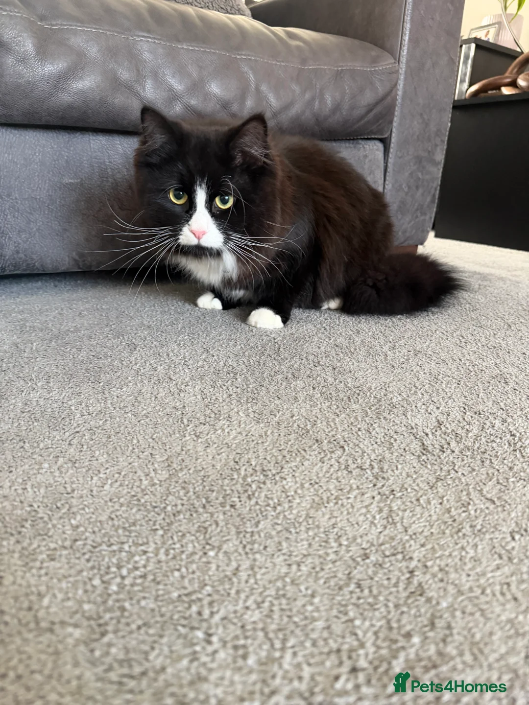 Mixed Breed cats for sale: 2 Beautiful cats  - Advert 3