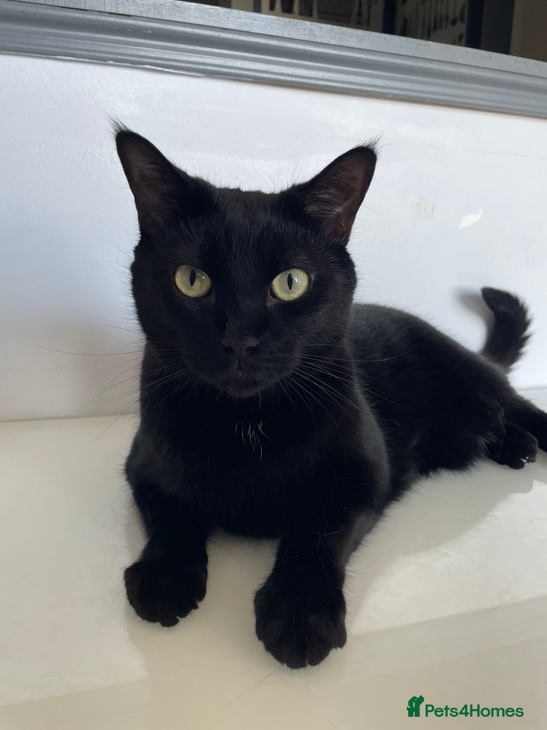 Mixed Breed cats for sale: Loving 4 Year Old Cat Looking for a Forever Home - Image 4