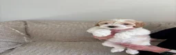 Maltipoo dogs for sale: Beautiful Maltipoo Puppies  - Advert 30