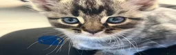 Mixed Breed cats for sale: 3 fluffy kittens and 3 silver tabbies  - Advert 2
