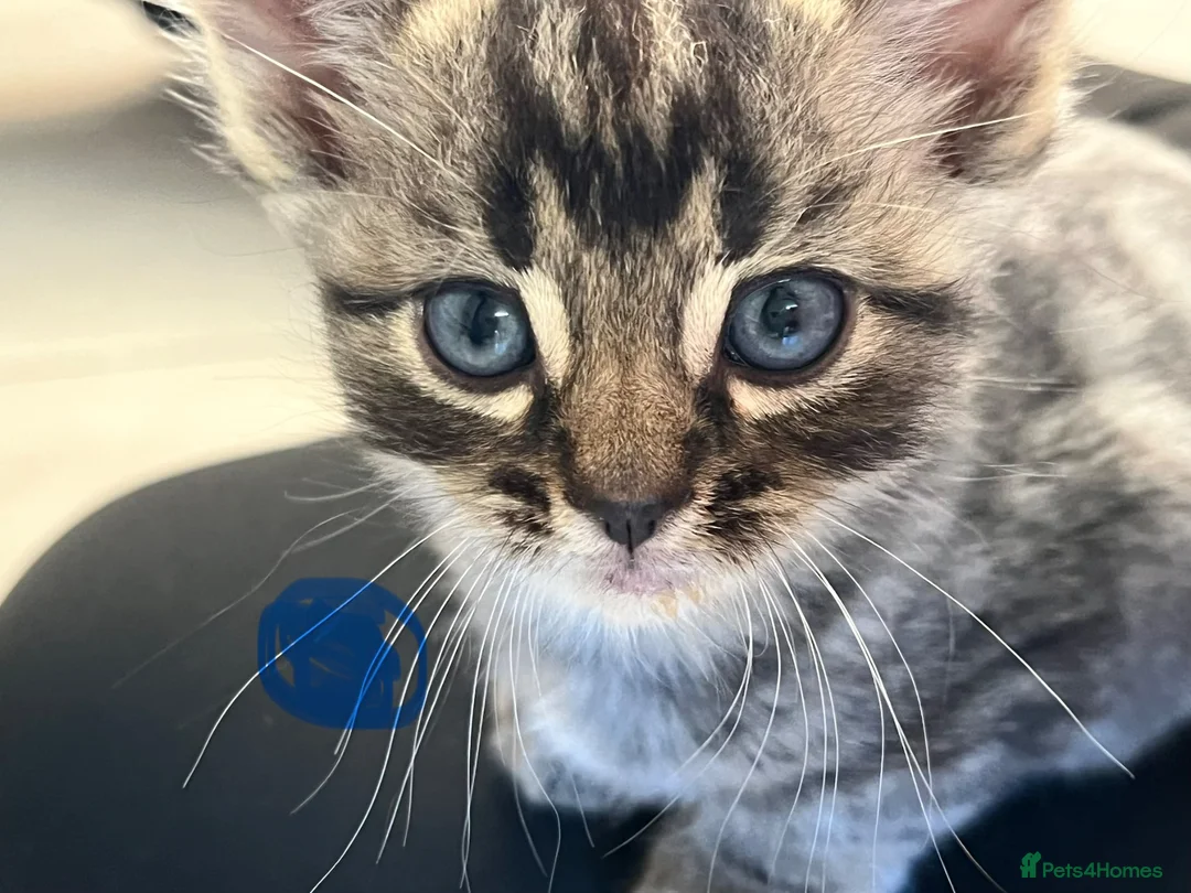 Mixed Breed cats for sale: 3 fluffy kittens and 3 silver tabbies  - Advert 2