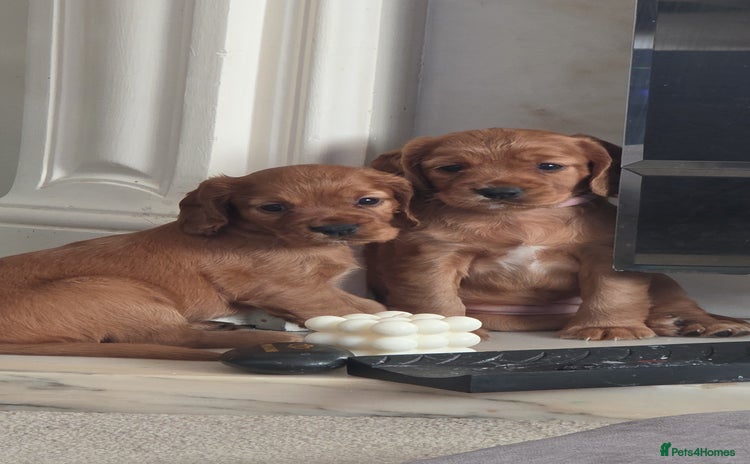 Cocker Spaniel dogs - Advert 11