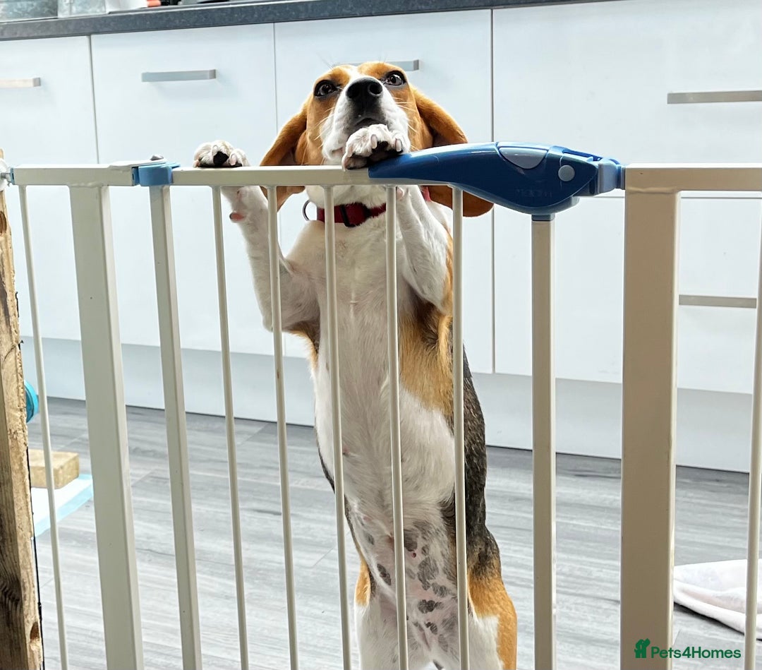 Beagle dogs for sale: Tricolour Beagle Female - Image 3
