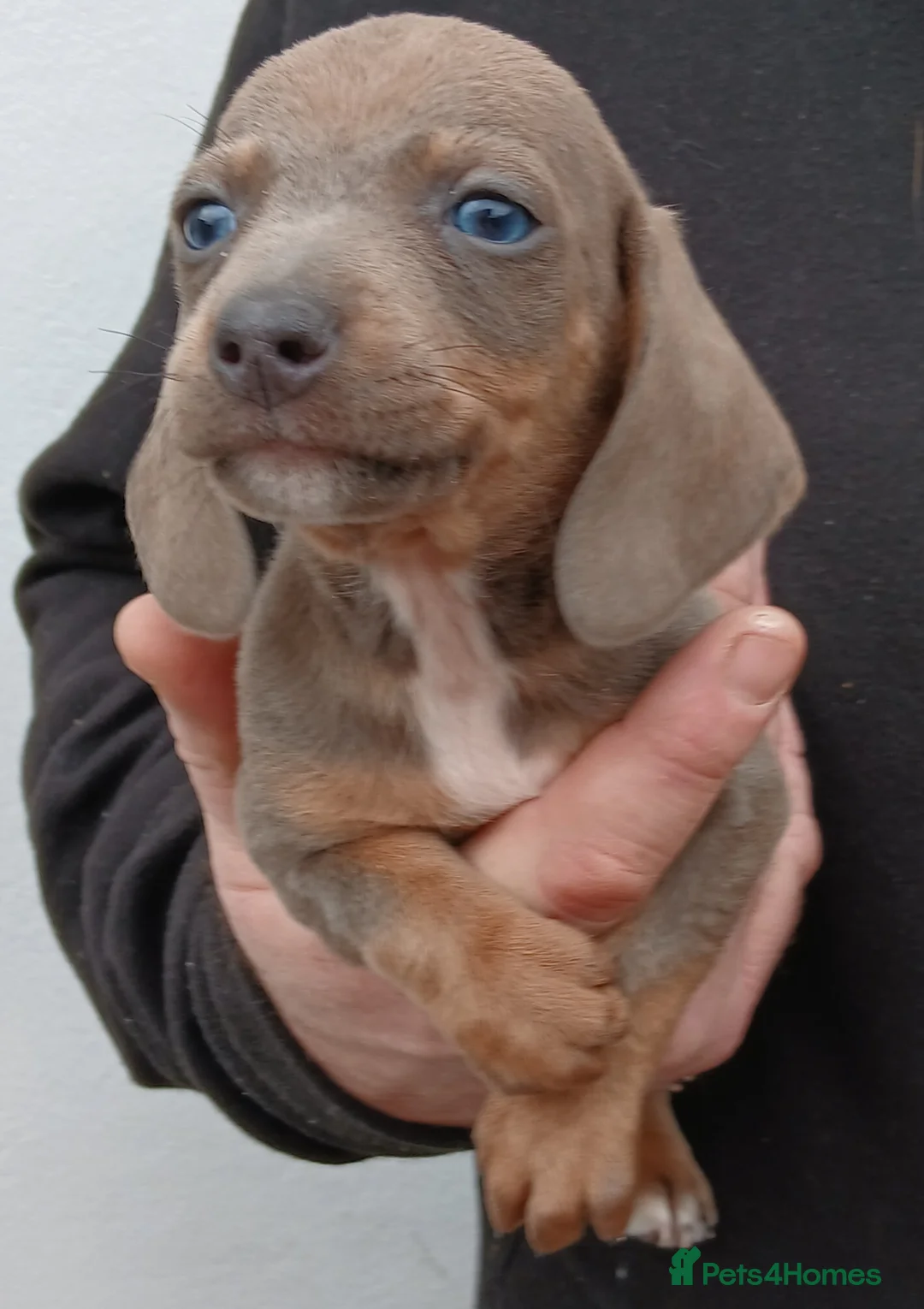 Dachshund dogs for sale: Ready to leave Beautiful dachshund puppies  - Advert 13