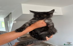 Maine Coon cats for sale: Pedigree Maine CoonsBlack Male & BlackSmoke Female - Image 3