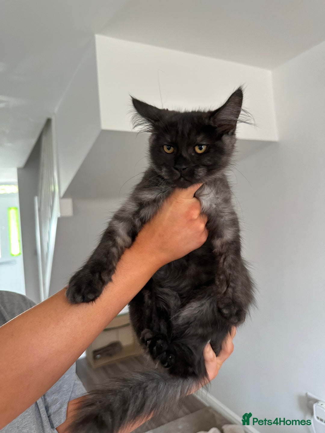Maine Coon cats for sale: Pedigree Maine CoonsBlack Male & BlackSmoke Female - Image 3
