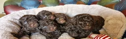 Toy Poodle dogs for sale: KC REG CHOCOLATE TOY POODLE PUPPYS  - Advert 10