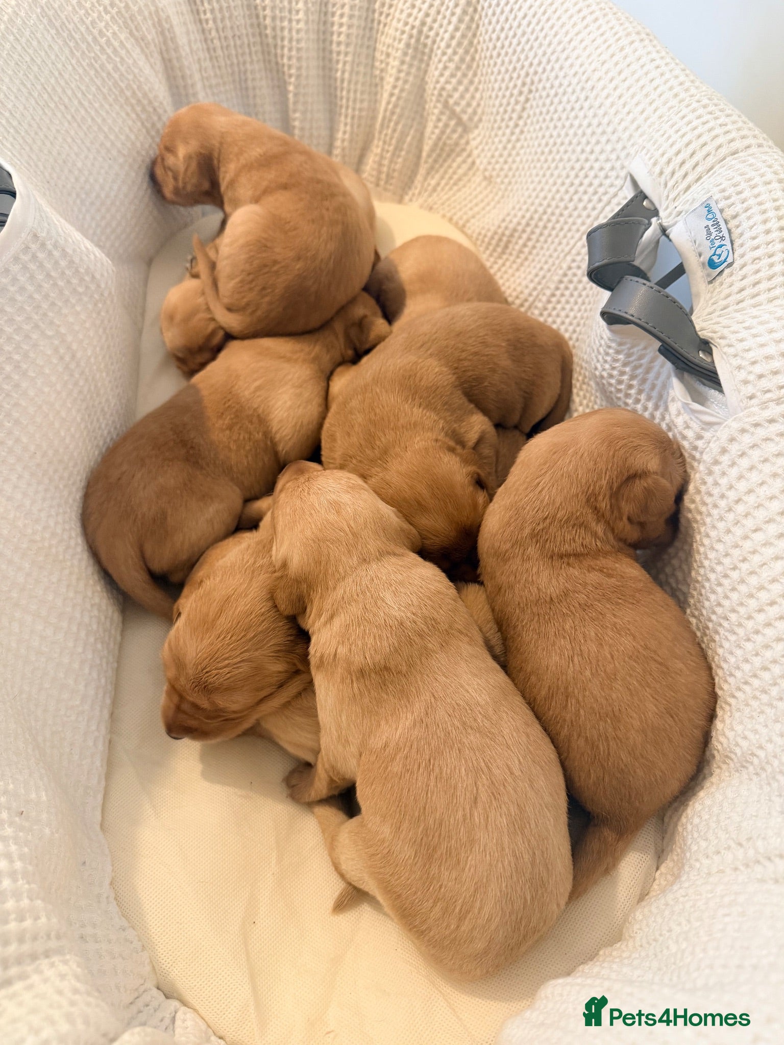 Labrador Retriever dogs Working fox Red/yellow Labradors - Advert 1