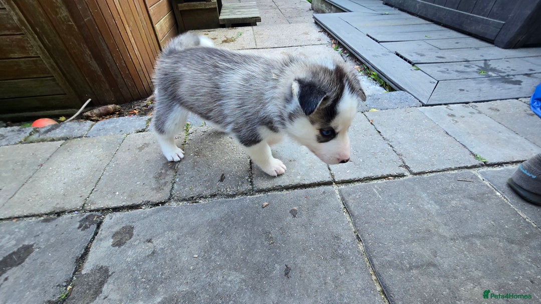 Siberian Husky dogs for sale: Siberian husky pups  - Image 17