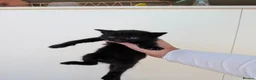Mixed Breed cats for sale: *3 left* 4 STUNNING kittens for sale - Advert 7