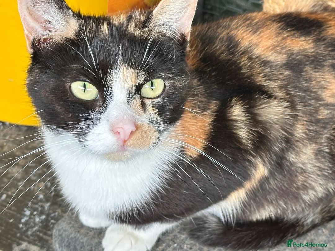 Mixed Breed cats for sale: Sweetest little guys needing own laps to pad  - Advert 1