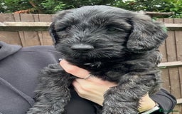 Cockapoo dogs for sale: Male Cockapoo - 8 weeks old  - Image 4