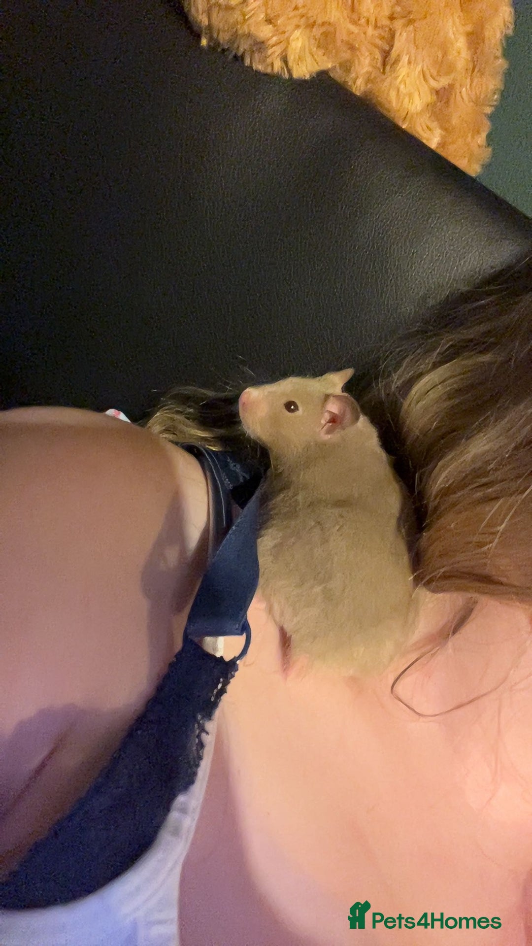 Hamster rodents for sale: Hamster for sale  - Advert 3