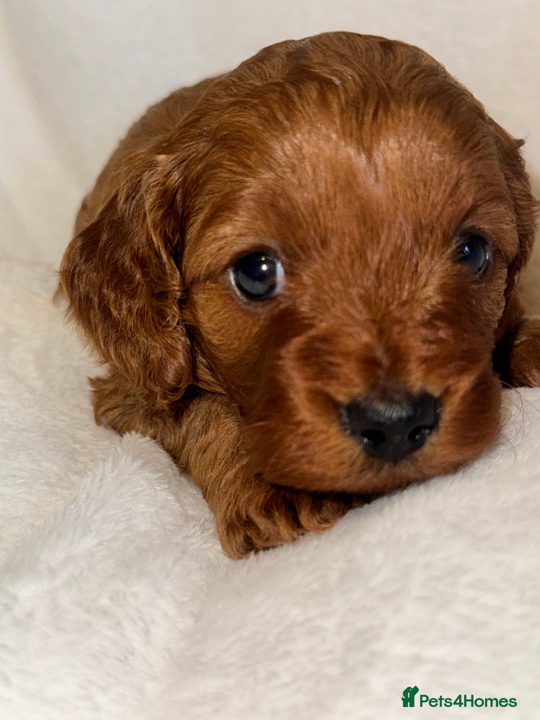 Cavapoo dogs for sale: 4 Gorgeous f1 Cavapoo’s. Parents health tested - Advert 32