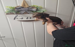 Miniature Dachshund dogs for sale: Beautiful choclate and tan bitch ❤️ 💜  - Advert 5