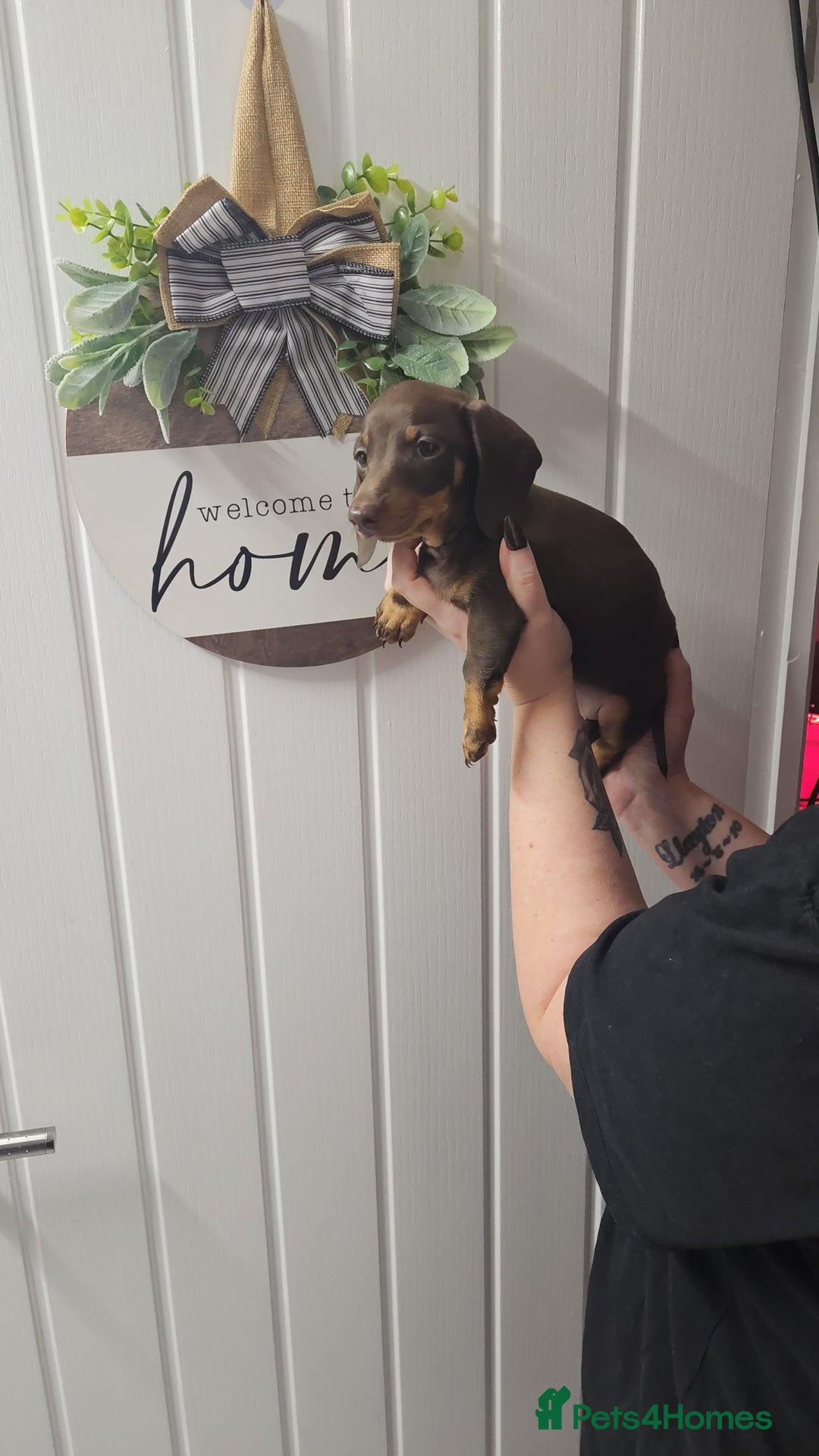 Miniature Dachshund dogs for sale: Beautiful choclate and tan bitch ❤️ 💜  - Advert 5