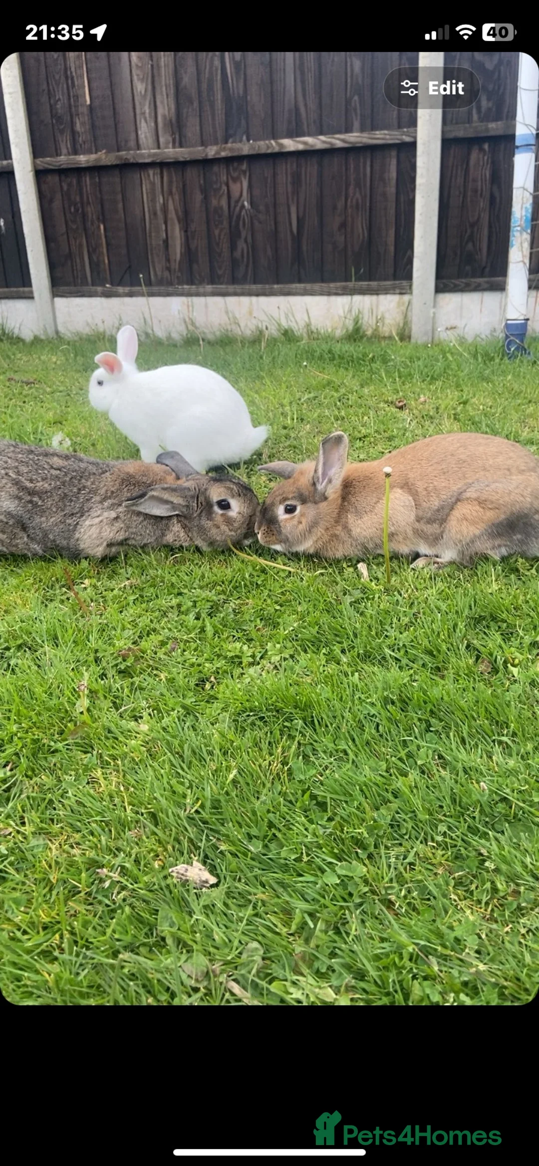 Mixed Breed rabbits for sale: brown rabbit in Uttoxeter - Advert 4