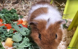 Guinea Pig rodents for sale: Guinea pigs x 2 - Image 1