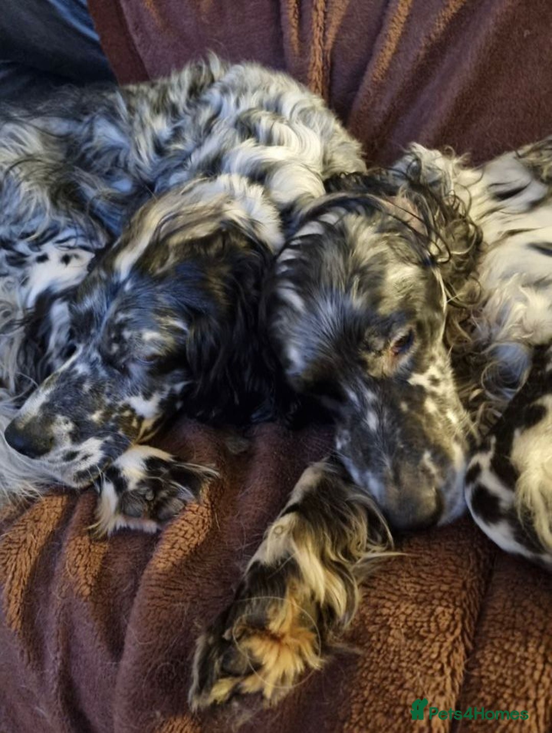 English Setter dogs for adoption: Evo and Rock - Image 12