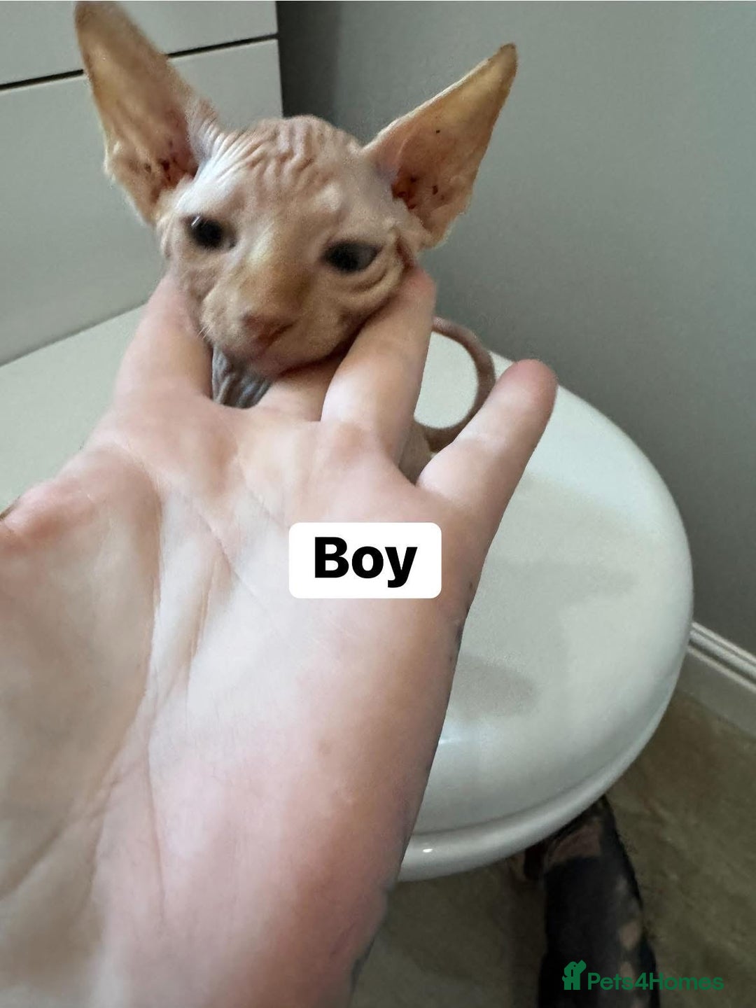 Sphynx cats for sale: Scottish Sphynx Kittens  - Image 5
