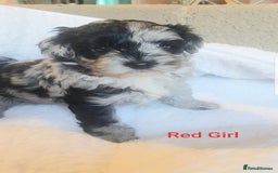 Sproodle dogs for sale: Toy Sproodle Puppies, Fabulous litter - Image 2