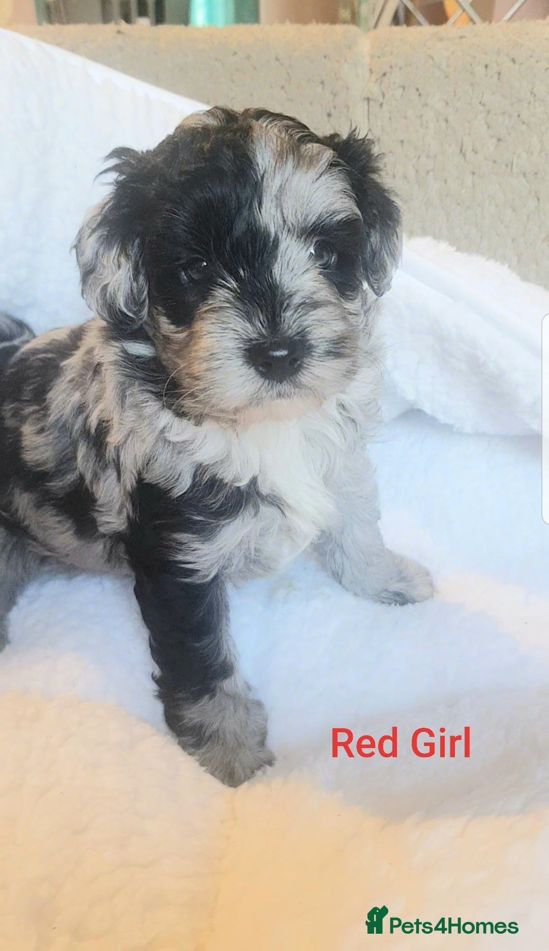 Sproodle dogs for sale: Toy Sproodle Puppies, Fabulous litter - Image 2