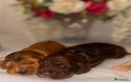 Cocker Spaniel dogs for sale: 🐶🐾beautiful show cocker spaniel puppy’s 🐶🐾 - Image 34