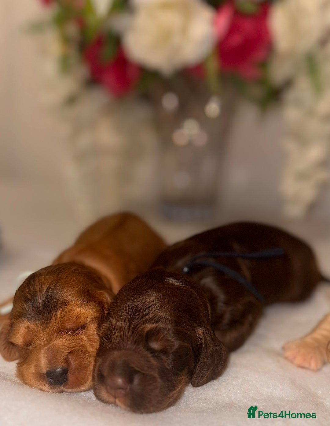 Cocker Spaniel dogs for sale: 🐶🐾beautiful show cocker spaniel puppy’s 🐶🐾 - Image 34