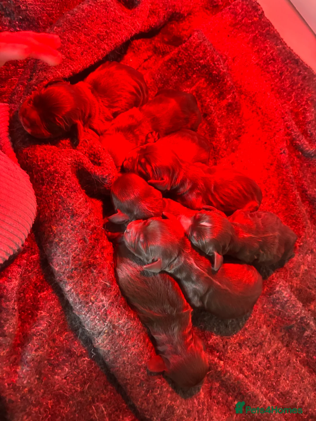 Sprocker dogs for sale: STUNNING SPROCKERS in Dudley - Advert 2