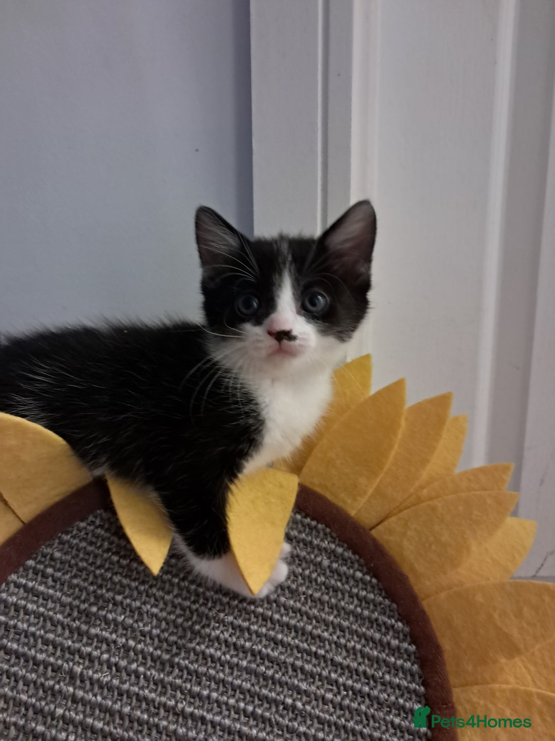 Mixed Breed cats for sale: 4 kittens for sale - Image 5