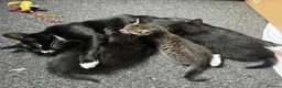 Mixed Breed cats for sale: 3  little black balls of fur - Advert 10