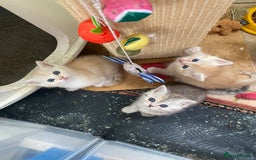 Persian cats for sale: Silver and Cream chinchilla Persian cross kittens - Image 2