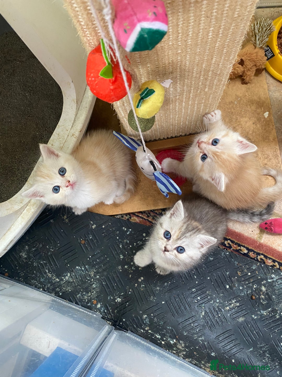 Persian cats for sale: Silver and Cream chinchilla Persian cross kittens - Image 2