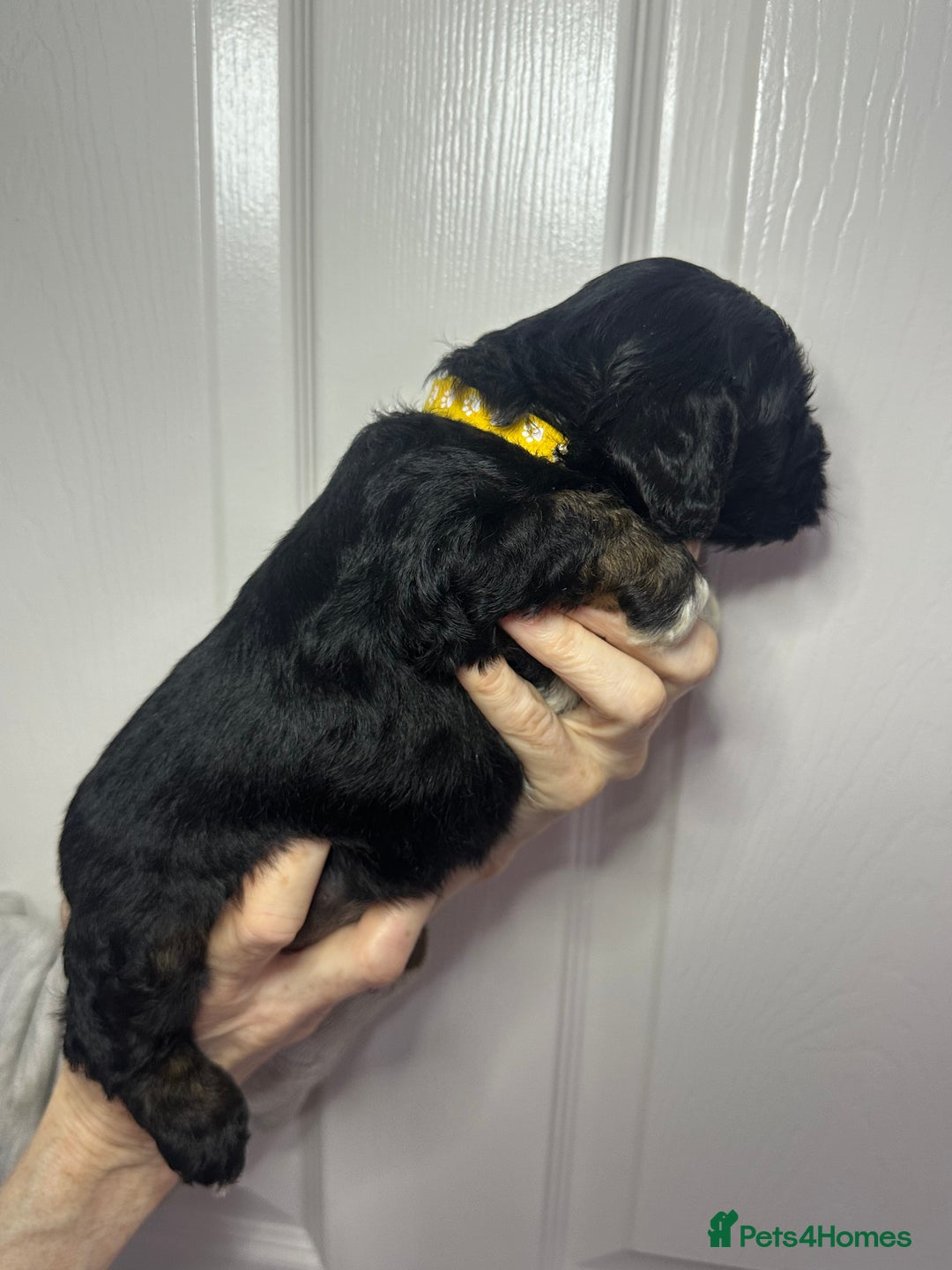 Cockapoo dogs for sale: Cockerpoo puppies  - Advert 32