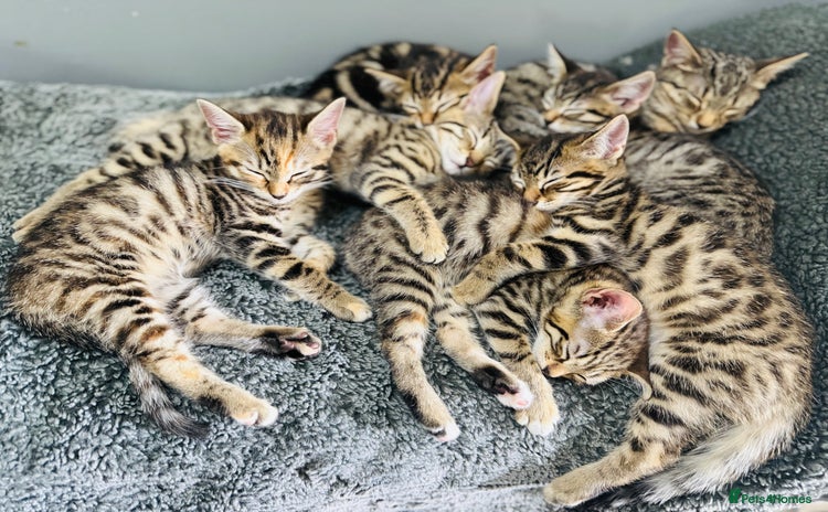 Bengal cats - Advert 2