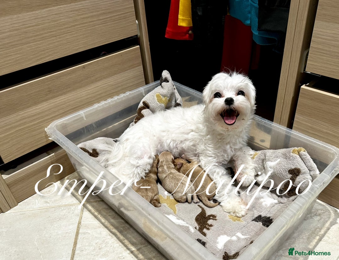 Maltipoo dogs for sale: Tiny Emper-Maltipoo Puppies – Asian teddy dad! - Image 5