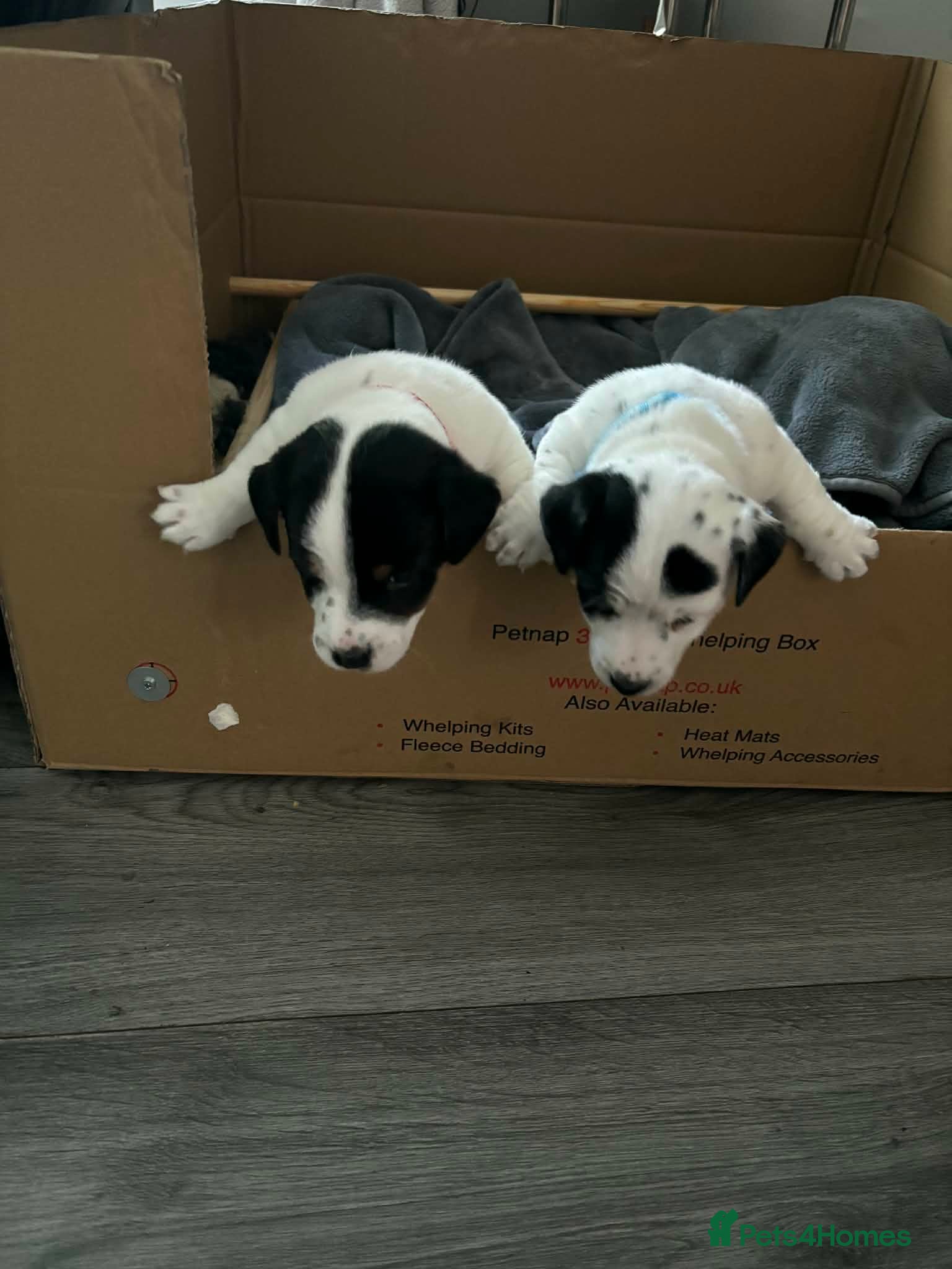 Jack Russell dogs True to Type Jack Russell pups - Advert 11