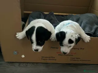 Jack Russell dogs True to Type Jack Russell pups - Advert 2